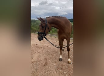 Caballo de deporte alemán, Yegua, 3 años, 166 cm, Alazán