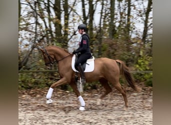 Caballo de deporte alemán, Yegua, 3 años, 166 cm, Alazán