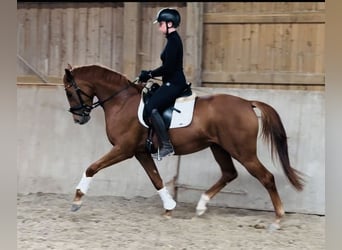 Caballo de deporte alemán, Yegua, 3 años, 166 cm, Alazán