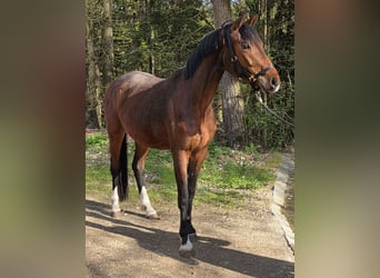Caballo de deporte alemán, Yegua, 3 años, 166 cm, Castaño