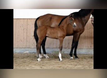 Caballo de deporte alemán, Yegua, 3 años, 166 cm, Castaño