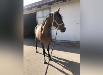 Caballo de deporte alemán, Yegua, 3 años, 166 cm, Castaño