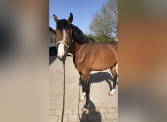 Caballo de deporte alemán, Yegua, 3 años, 166 cm, Castaño