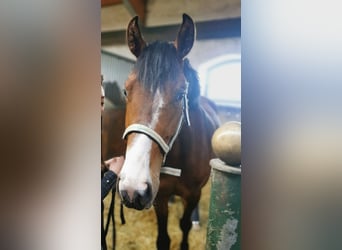 Caballo de deporte alemán, Yegua, 3 años, 166 cm, Castaño