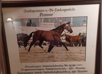 Caballo de deporte alemán, Yegua, 3 años, 166 cm, Castaño