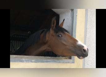 Caballo de deporte alemán, Yegua, 3 años, 166 cm, Castaño