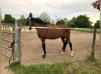 Caballo de deporte alemán, Yegua, 3 años, 166 cm, Castaño