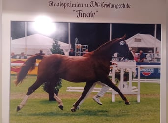 Caballo de deporte alemán, Yegua, 3 años, 166 cm, Castaño