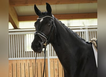 Caballo de deporte alemán, Yegua, 3 años, 166 cm, Morcillo