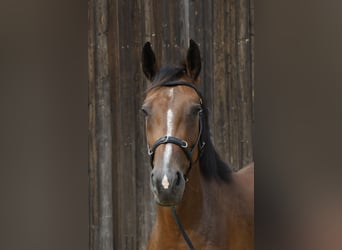 Caballo de deporte alemán, Yegua, 3 años, 167 cm, Castaño