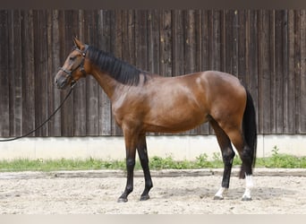 Caballo de deporte alemán, Yegua, 3 años, 167 cm, Castaño