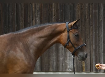 Caballo de deporte alemán, Yegua, 3 años, 167 cm, Castaño