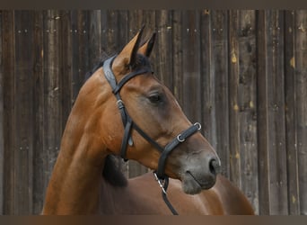 Caballo de deporte alemán, Yegua, 3 años, 167 cm, Castaño