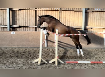 Caballo de deporte alemán, Yegua, 3 años, 167 cm, Castaño