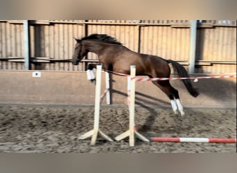 Caballo de deporte alemán, Yegua, 3 años, 167 cm, Castaño