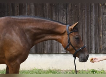 Caballo de deporte alemán, Yegua, 3 años, 167 cm, Castaño