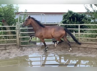 Caballo de deporte alemán, Yegua, 3 años, 167 cm, Castaño