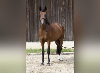 Caballo de deporte alemán, Yegua, 3 años, 167 cm, Castaño