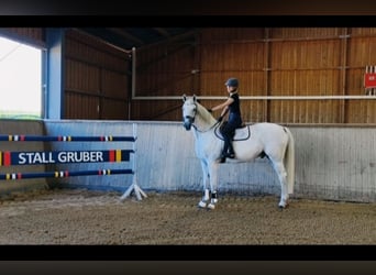 Caballo de deporte alemán, Yegua, 3 años, 167 cm, Castaño
