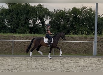 Caballo de deporte alemán, Yegua, 3 años, 167 cm, Castaño oscuro