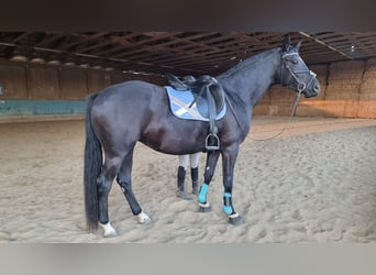 Caballo de deporte alemán, Yegua, 3 años, 167 cm, Negro