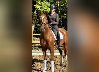 Caballo de deporte alemán, Yegua, 3 años, 168 cm, Alazán