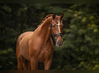 Caballo de deporte alemán, Yegua, 3 años, 168 cm, Alazán