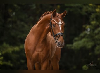 Caballo de deporte alemán, Yegua, 3 años, 168 cm, Alazán