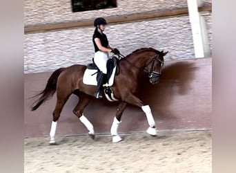 Caballo de deporte alemán, Yegua, 3 años, 168 cm, Alazán