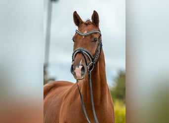 Caballo de deporte alemán, Yegua, 3 años, 168 cm, Alazán-tostado