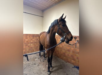 Caballo de deporte alemán, Yegua, 3 años, 168 cm, Castaño