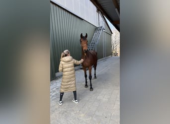 Caballo de deporte alemán, Yegua, 3 años, 168 cm, Castaño