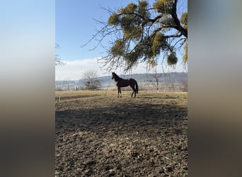 Caballo de deporte alemán, Yegua, 3 años, 168 cm, Castaño
