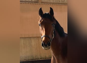 Caballo de deporte alemán, Yegua, 3 años, 168 cm, Castaño