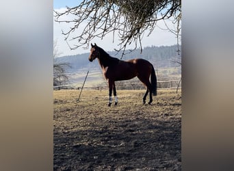 Caballo de deporte alemán, Yegua, 3 años, 168 cm, Castaño