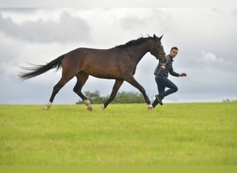 Caballo de deporte alemán, Yegua, 3 años, 168 cm, Castaño