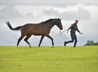 Caballo de deporte alemán, Yegua, 3 años, 168 cm, Castaño