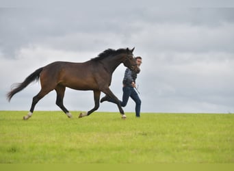 Caballo de deporte alemán, Yegua, 3 años, 168 cm, Castaño