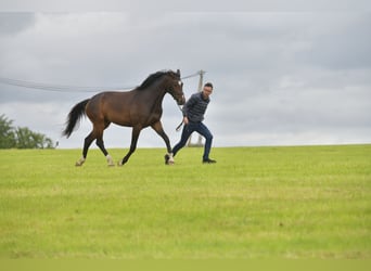 Caballo de deporte alemán, Yegua, 3 años, 168 cm, Castaño