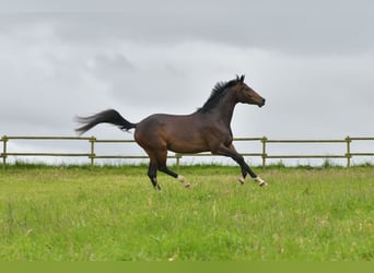 Caballo de deporte alemán, Yegua, 3 años, 168 cm, Castaño