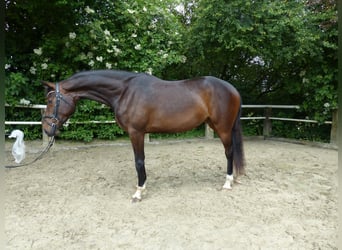 Caballo de deporte alemán, Yegua, 3 años, 168 cm, Castaño