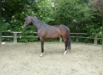 Caballo de deporte alemán, Yegua, 3 años, 168 cm, Castaño