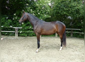 Caballo de deporte alemán, Yegua, 3 años, 168 cm, Castaño