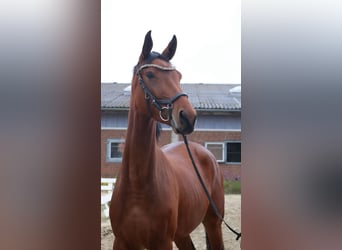 Caballo de deporte alemán, Yegua, 3 años, 168 cm, Castaño