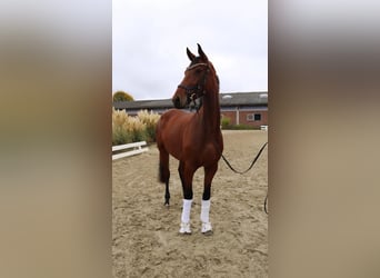Caballo de deporte alemán, Yegua, 3 años, 168 cm, Castaño