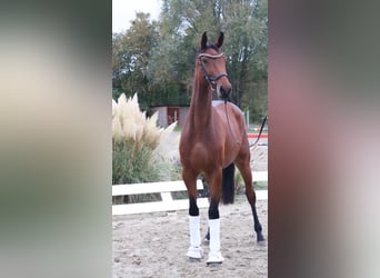 Caballo de deporte alemán, Yegua, 3 años, 168 cm, Castaño