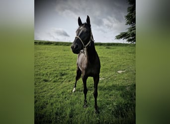 Caballo de deporte alemán, Yegua, 3 años, 168 cm, Morcillo