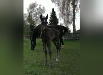 Caballo de deporte alemán, Yegua, 3 años, 168 cm, Morcillo