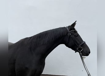 Caballo de deporte alemán, Yegua, 3 años, 168 cm, Morcillo