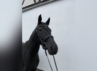 Caballo de deporte alemán, Yegua, 3 años, 168 cm, Morcillo